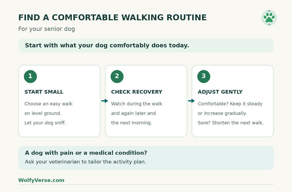 Three-step guide to adjusting senior dog walks based on comfort and recovery.